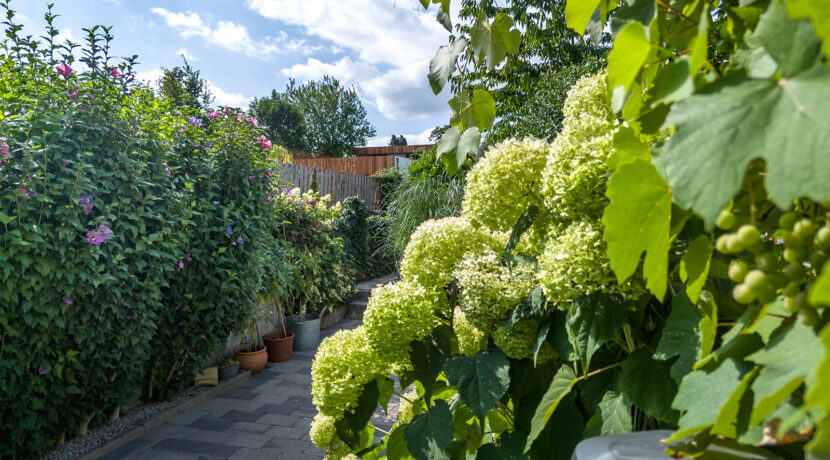 244-Tuin3